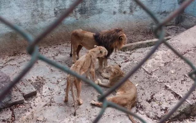 Leones visiblemente desnutridos dentro de las jaulas del zoológico Casino Campestre en Cuba.