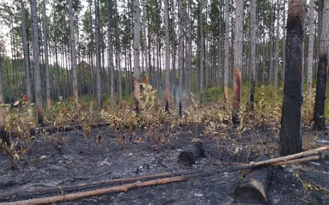Vista de un área afectada por un incendio forestal con densas columnas de humo en una zona natural.
