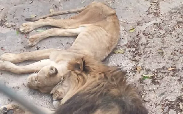 León en aparente estado de delgadez dentro de las instalaciones del zoológico