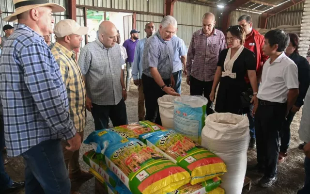 El presidente cubano Miguel Díaz-Canel durante su visita a los cultivos de arroz en Pinar del Río.