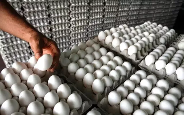 Contenedores cargados con huevos listos para su exportación hacia Cuba desde la República Dominicana.