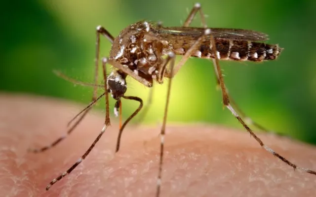 Mosquito de la especie Aedes aegypti, transmisor de virus como el dengue, zika y chikungunya.