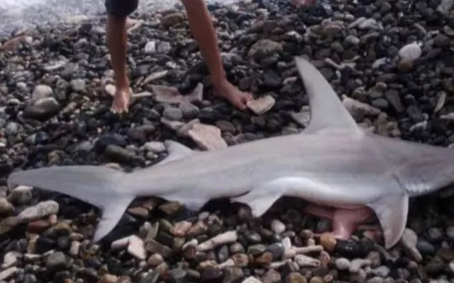 Tiburón de pequeño tamaño nadando en aguas poco profundas cerca de la costa.