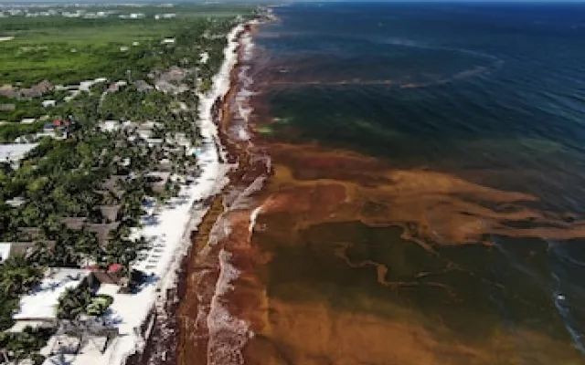 Acumulación masiva de sargazo en las playas del Caribe mexicano.
