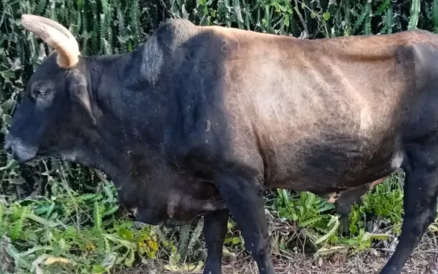 Fotografía del toro Michel, ejemplar destacado del rodeo cubano, en un entorno de competencia.