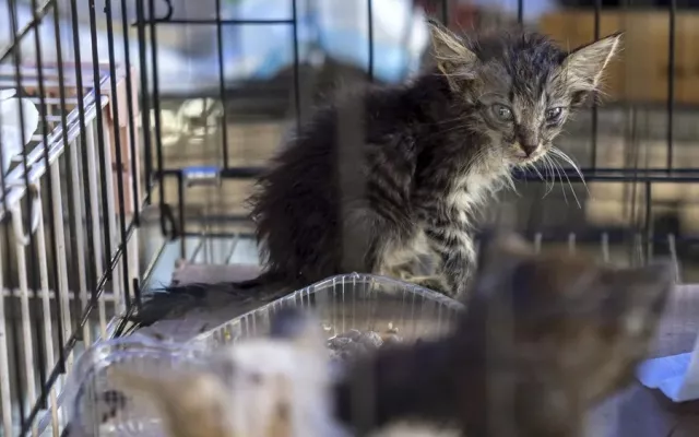 Mascotas rescatadas en un refugio de La Guaira tras los terremotos en Venezuela.