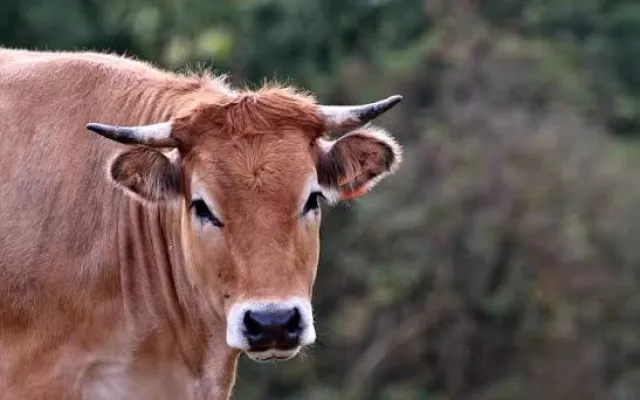 Venta de carne en Cuba: lo que cambia con la nueva normativa”