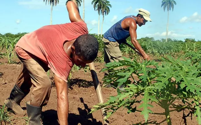 Las disposiciones buscan modificar determinadas reglas de funcionamiento del sector agropecuario y crear condiciones que permitan dinamizar la actividad productiva. 