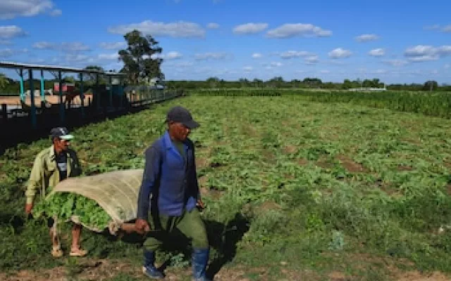 Campos de cultivo de tabaco en Cuba bajo condiciones de producción limitadas.