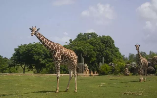 Jirafas caminando en la pradera africana del Zoológico Nacional de Cuba en La Habana.