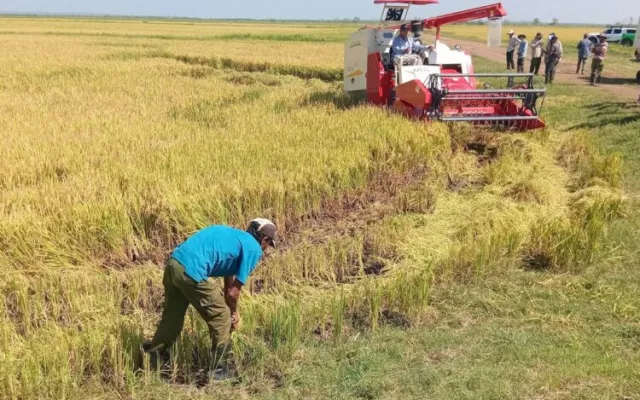 Cultivos de arroz en la provincia de Granma desarrollados mediante proyectos de cooperación agrícola con Vietnam.