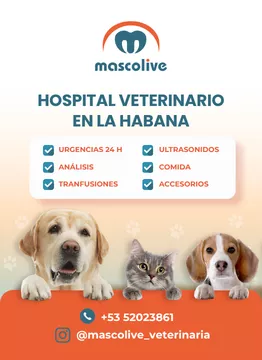 Clínica Veterinaria Mascolive